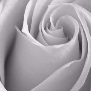 Meet your Posher, Malika